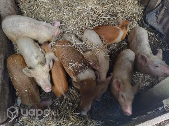 Chanchitos