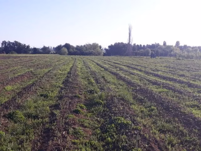 Parcela de agrado