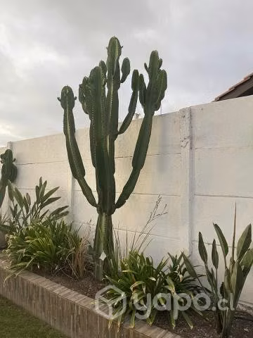 Hermosos Cactus Euphorbia