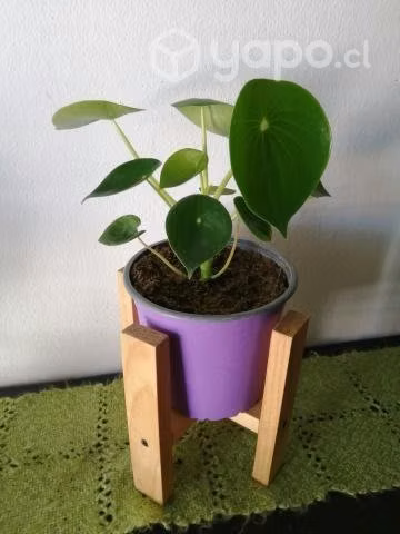 Peperomia Cucharita con porta maceta a domicilio