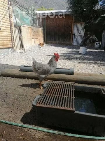 Gallinas y Gallos