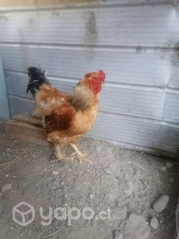 Gallinas y Gallos
