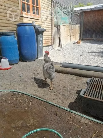 Gallinas y Gallos