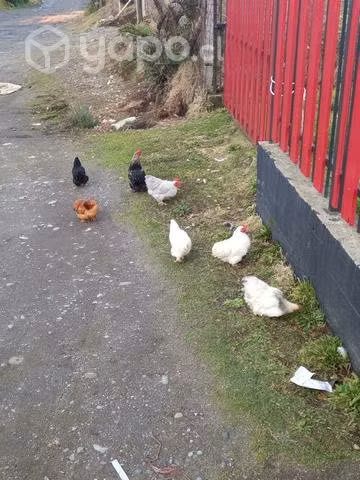 Conchinchinos enanos