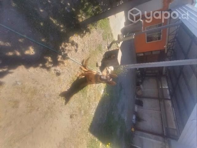 Pastor Alemán en Adopción
