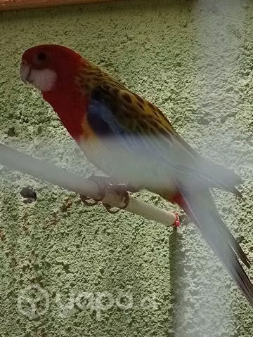 Pareja de rosellas