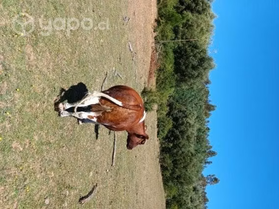 Vaca gorda - Imagen 3