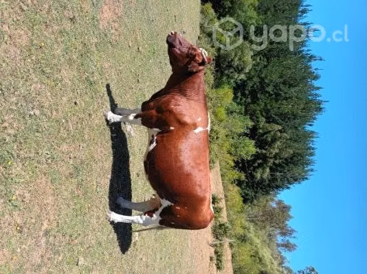 Vaca gorda