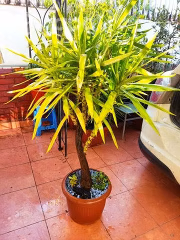 Yuca (Yucca elephantipes)
