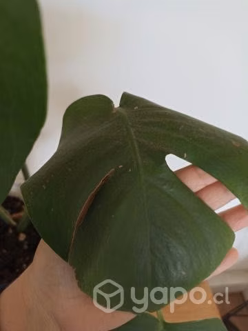 Hermosas plantas