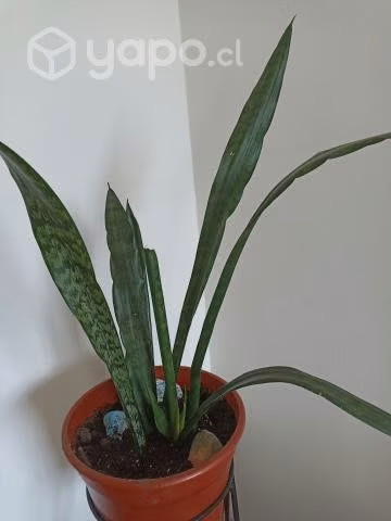 Hermosas plantas