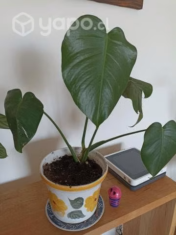 Hermosas plantas