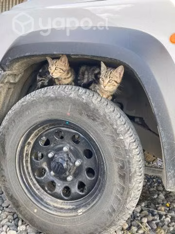 Gatitos para Regalar