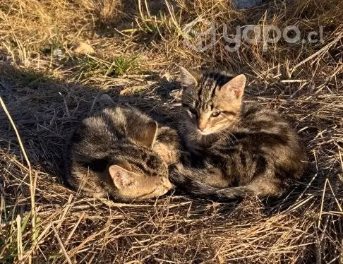 Gatitos para Regalar
