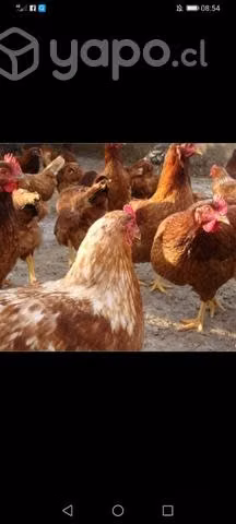 Gallinas ponedoras