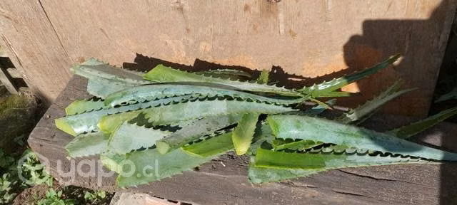 Aloe vera por hojas o plantas