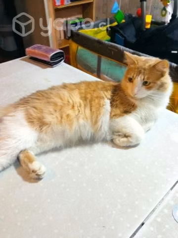 Gatito busca casa