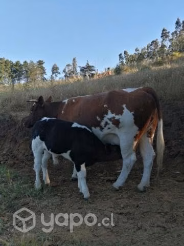 Vacas gordas, 100% reproductivas