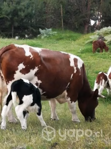 Vacas gordas, 100% reproductivas