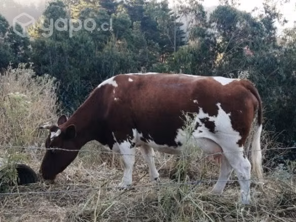 Vacas gordas, 100% reproductivas