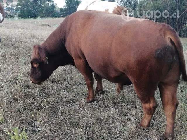 Vacas gordas, 100% reproductivas