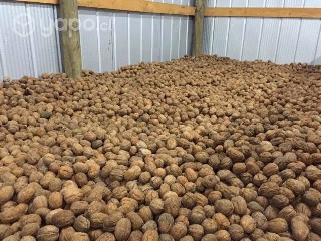 nueces