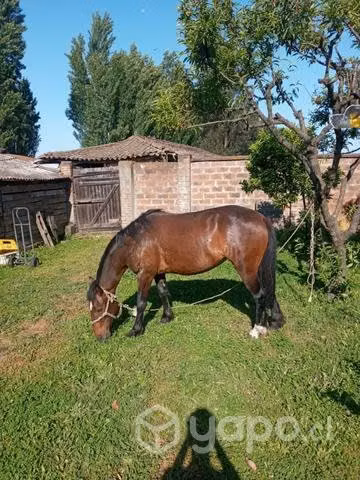 Yegua preñada