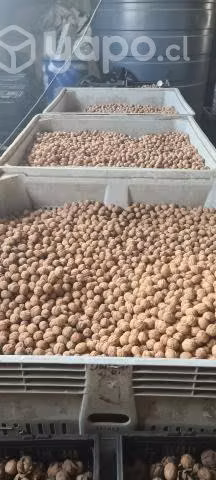 Nueces chandler