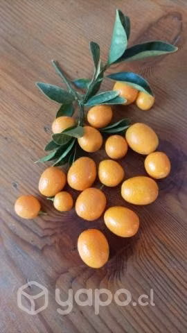 Kumquat / Naranja China