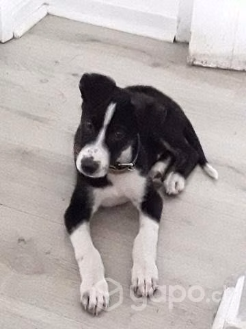 Blacky en adopción - Imagen 4