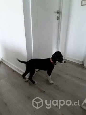 Blacky en adopción - Imagen 2