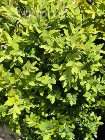 Boj Verde arbusto