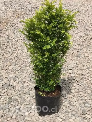 Boj Verde arbusto