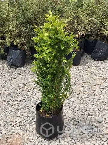 Boj Verde arbusto