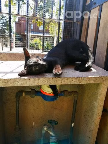 Gatito, macho - Imagen 2