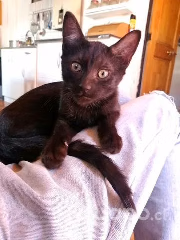 Gatito, macho - Imagen 3