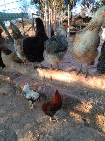 Huevos de gallina criolla y kollonca