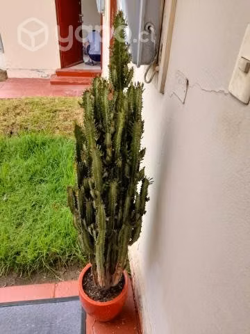 Cactus de mas de 1 metro
