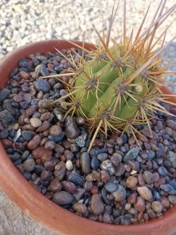 Cactus - Imagen 2