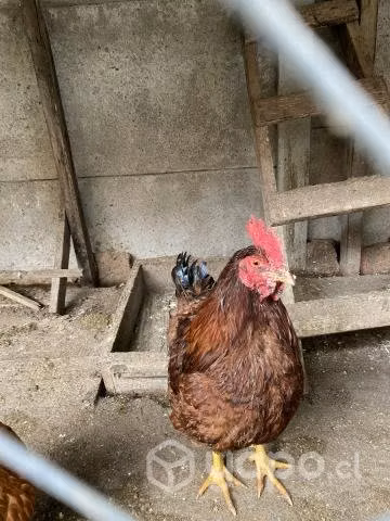 Gallos