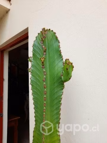 Cactus de 2 metros - Imagen 3