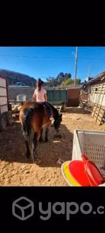 Caballo mansito de andar - Imagen 2
