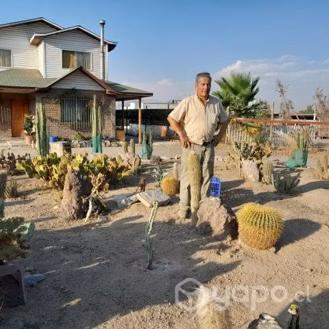 Cactus y suculentas...Batuco