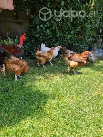 Gallinas de casa