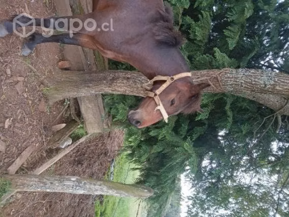 Yeguita Potranca mansa
