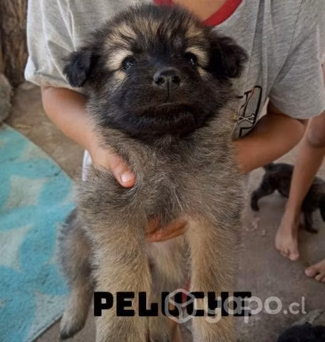 Perritos - Imagen 4