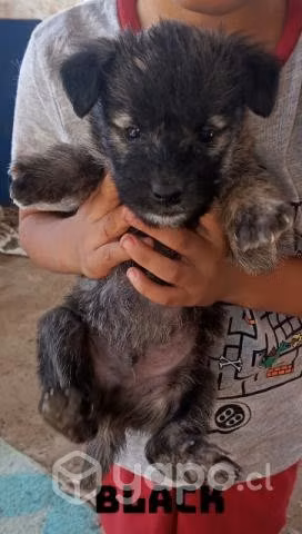 Perritos - Imagen 2