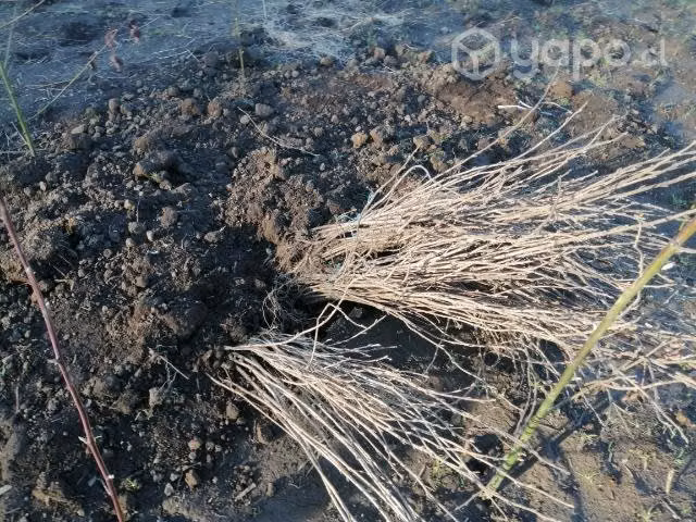 Plantas de frambueza
