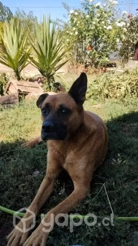 Se regala perro cuidador de parcela