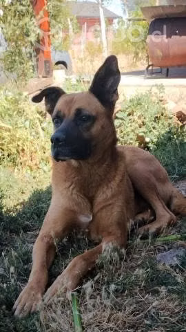 Se regala perro cuidador de parcela